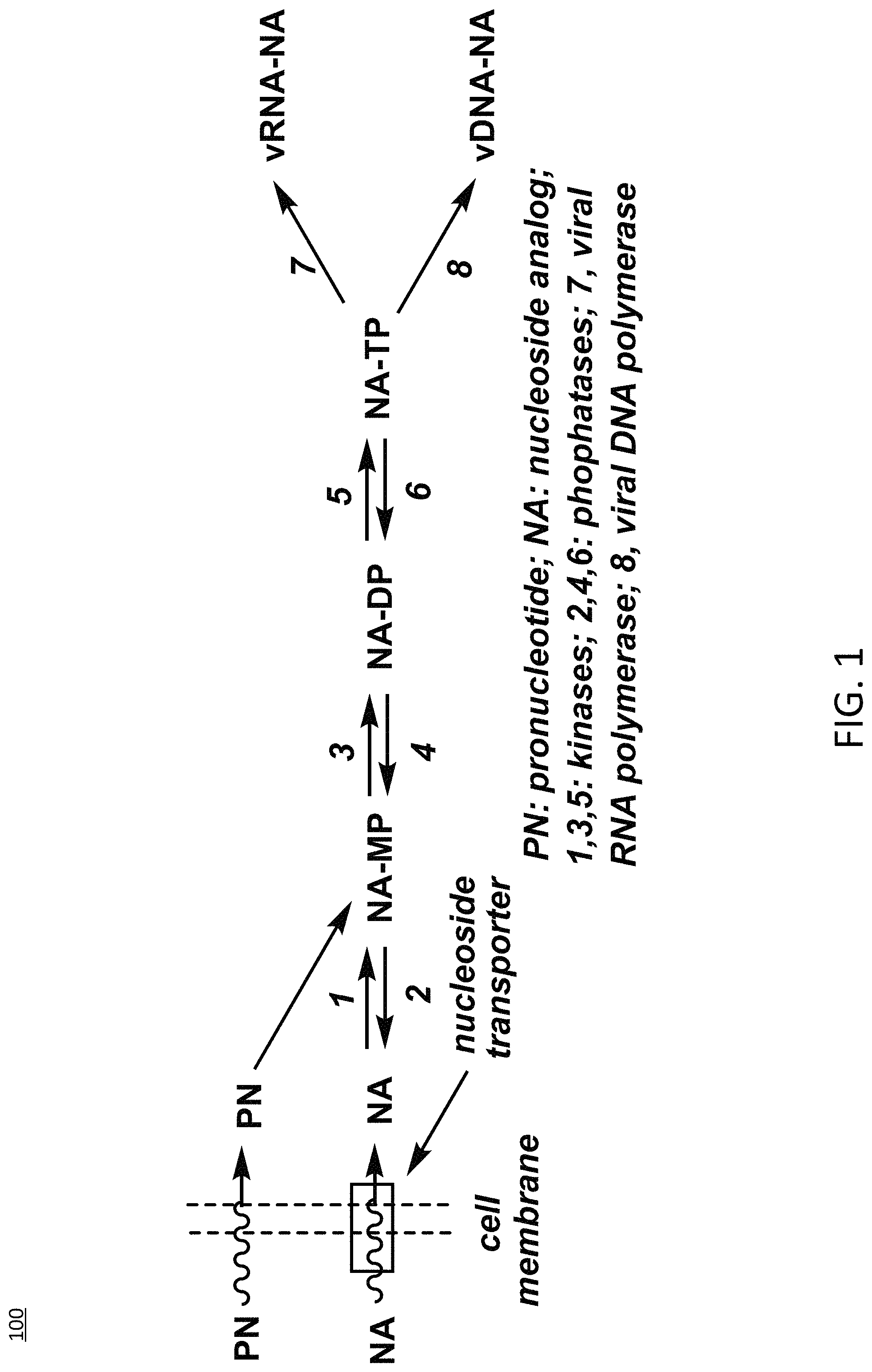 2′ AND/OR 5′ AMINO-ACID ESTER PHOSPHORAMIDATE 3′-DEOXY ADENOSINE DERIVATIVES AS ANTI-CANCER COMPOUNDS
